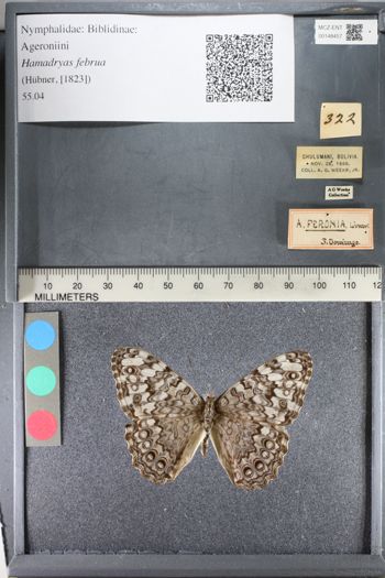 Media type: image;   Entomology 148457